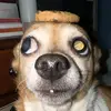 glubtubis_wepl