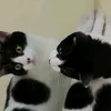phoebecat99
