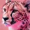 F 🐆✨