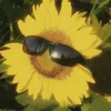 sunflower_of_joy