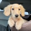 joey_theweenie