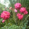 irismrfrts