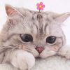loveliness_pet