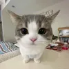 hihehihw