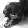 kuro.luv