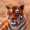 tiger_pablo0