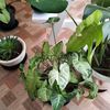 _.plantmom