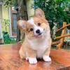 shappytime