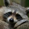 shadowraccoon22