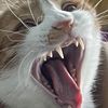 binxbentlyblaze