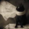 gato_azabache