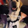oscarhorsesfamily