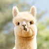 alpacasalto