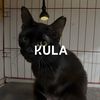 storyofkula