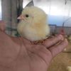 broiler_87