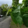 cod.mobiles