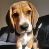 gappie_the_beagle