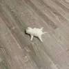teuz_in
