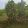 tukang_ngaret14