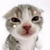 123__k_j