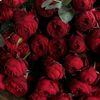 tulip66740
