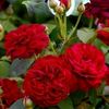 akhtarayub332211