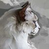 pablolechat_67