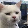 wnymeow