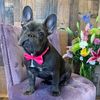 frenchiemomma731