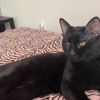 ricoblackfur