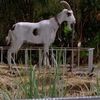 thegoat_in_jurassicpark