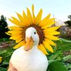 wigglyduck0