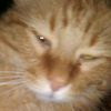 autumncatscute7