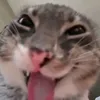 binbinpro
