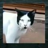 random.video.313