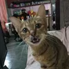 ziajara