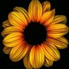 sunflowriana