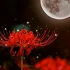 hoabingan_k7