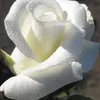 umgassanalmousawi