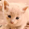 carolina_chmod777