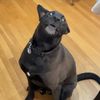 mydog_fartz