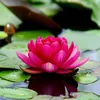 lotusfloweruk