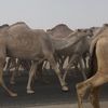زياد الثقيل 🏆🐪