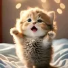 hiwslerpy