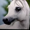 haiderhiq