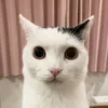 bazunited2