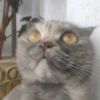 cat_asya09