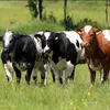 bovantolivestock