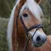 equestrian.entertainment