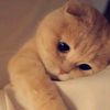 azam_aslm